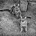 Cats, 1920x1381, 1.9Mb