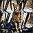 Yanuh-Jat Cat